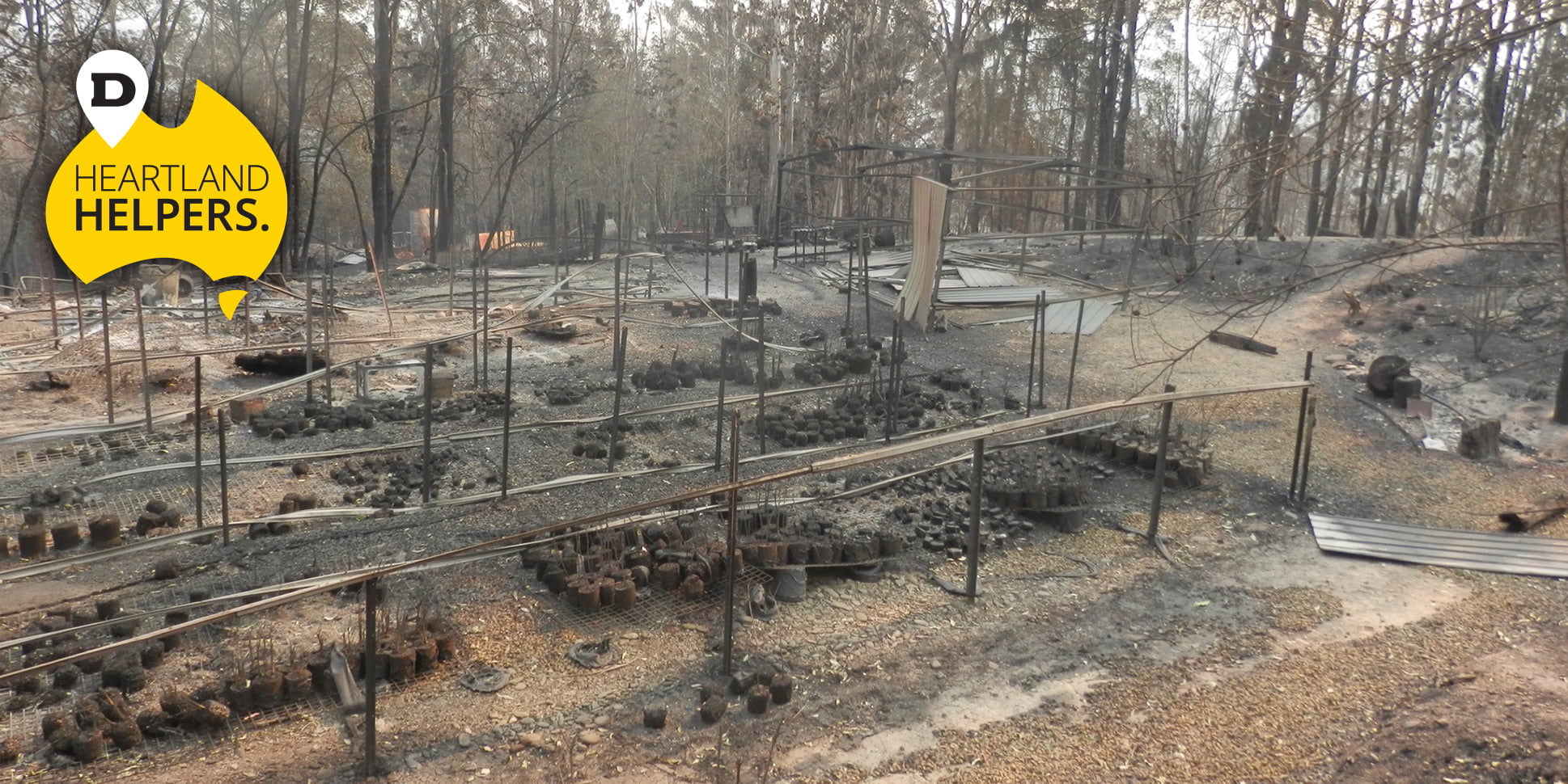 aftermath of bushfire in the rainforest