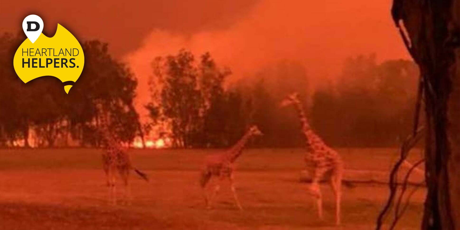 mogo zoo bushfire