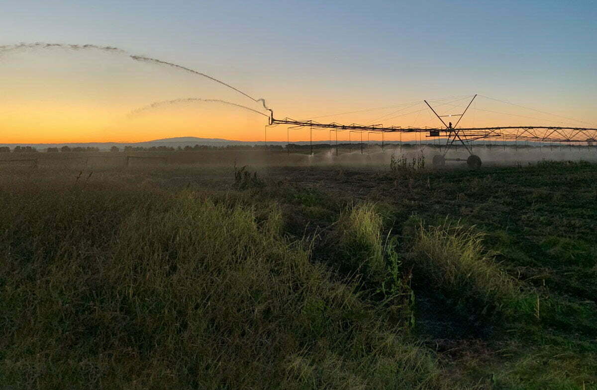 End guns back in favour