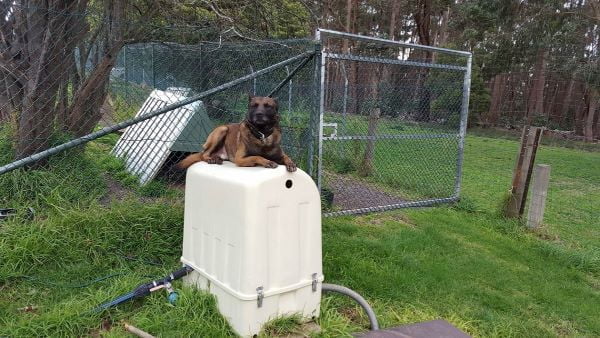 Water Treatment has gone to the dogs!