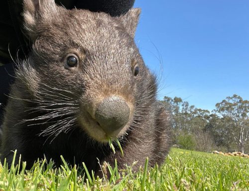 “Let the wombats sleep” Enhanced Quietness and Efficiency with Davey DynaDrive