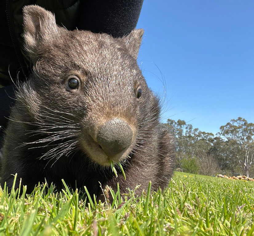 “Let the wombats sleep” Enhanced Quietness and Efficiency with Davey DynaDrive